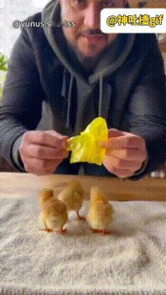 这位大哥突发奇想，亲手给每只小鸡都做了一件小巧的雨衣。本是一件不起眼的小事，可当