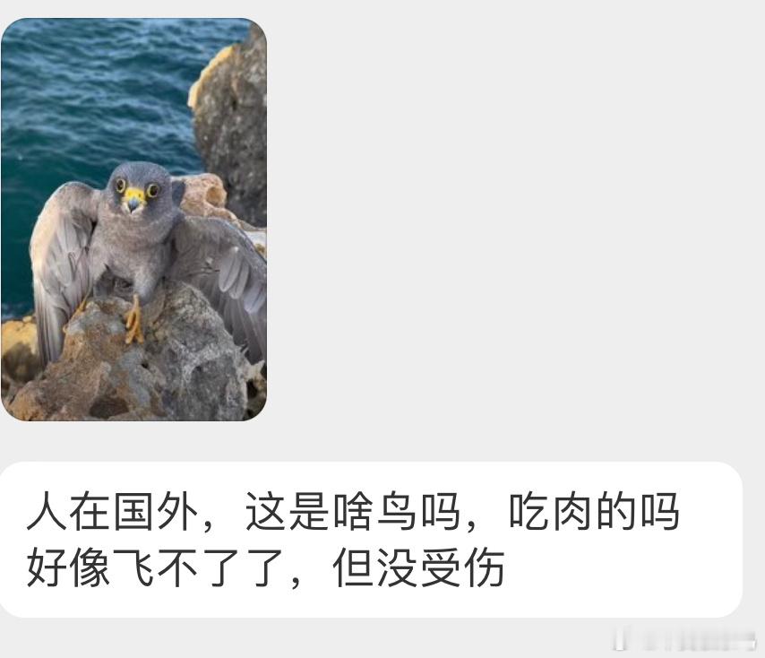#鸟粉投稿# 哇！是一只灰不溜秋的【烟色隼】[开学季]楚楚可怜的表情 希望它没事