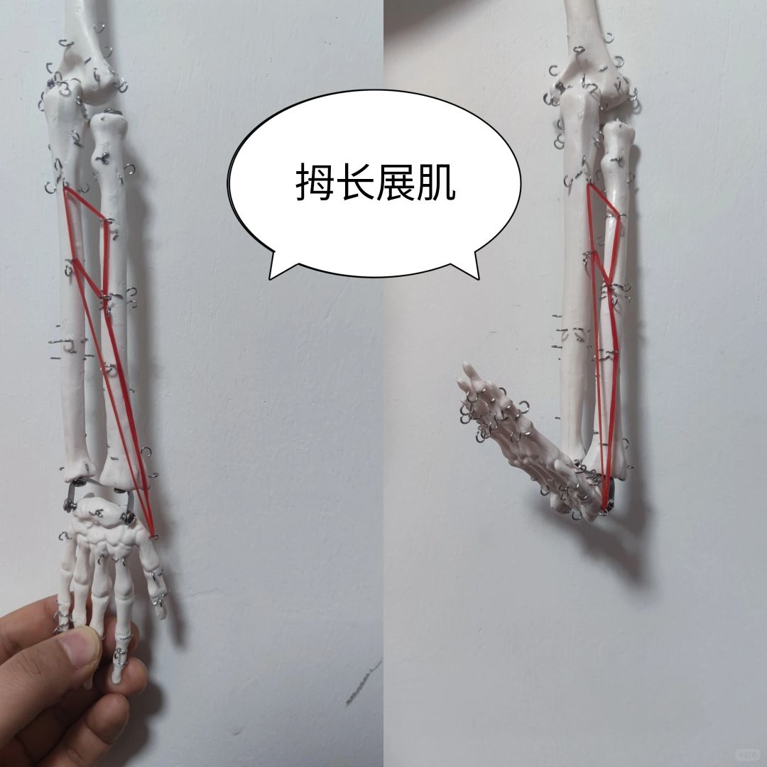 拇长展肌