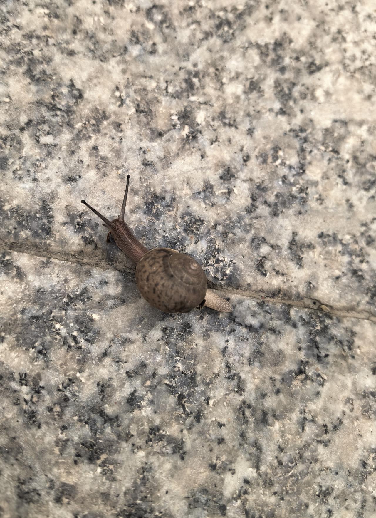 晨跑，偶遇蜗牛负重前行。

原来，蜗牛也可以拼命奔跑！慢是天性，拼是选择，哪怕步