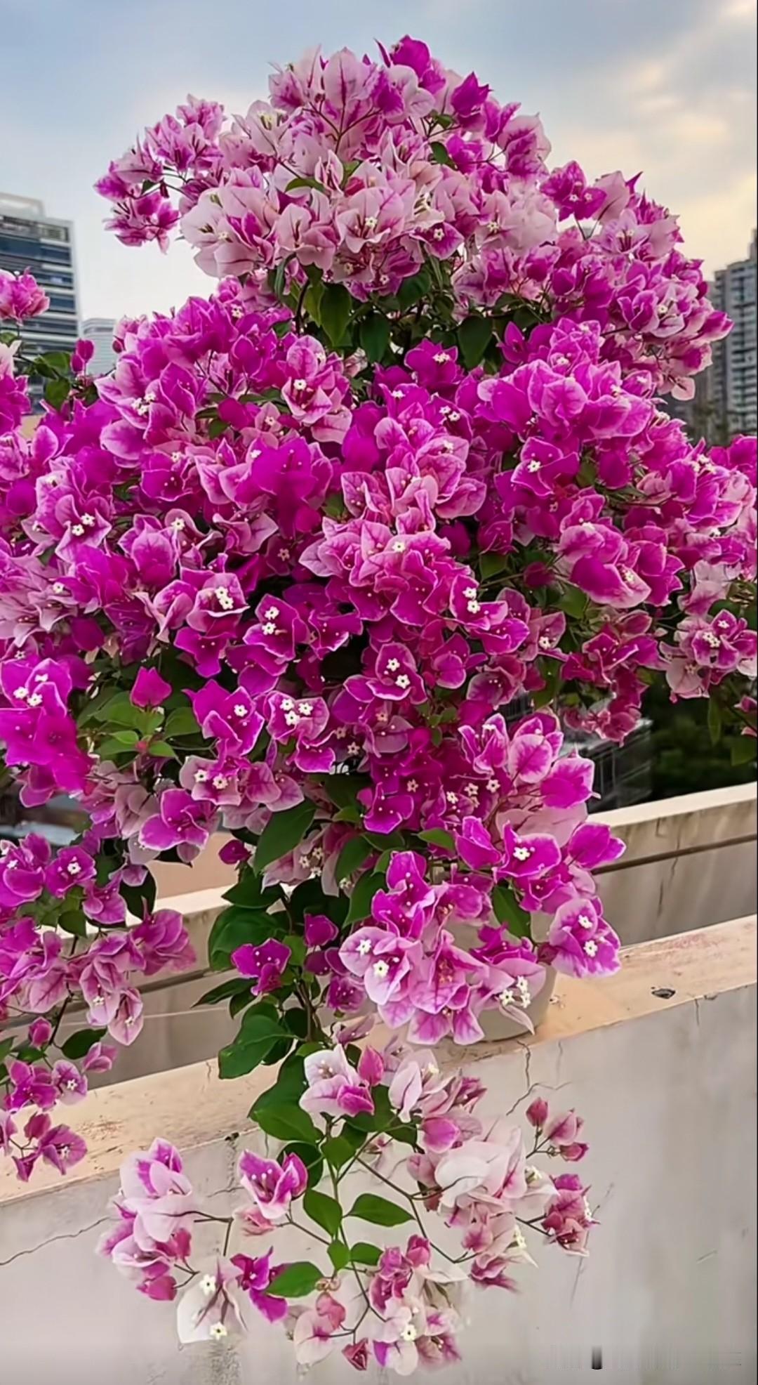 三角梅盛开，满屏都是生命力！🌸
三角梅寓意“热情坚韧、吉祥好运”，它不畏酷暑，