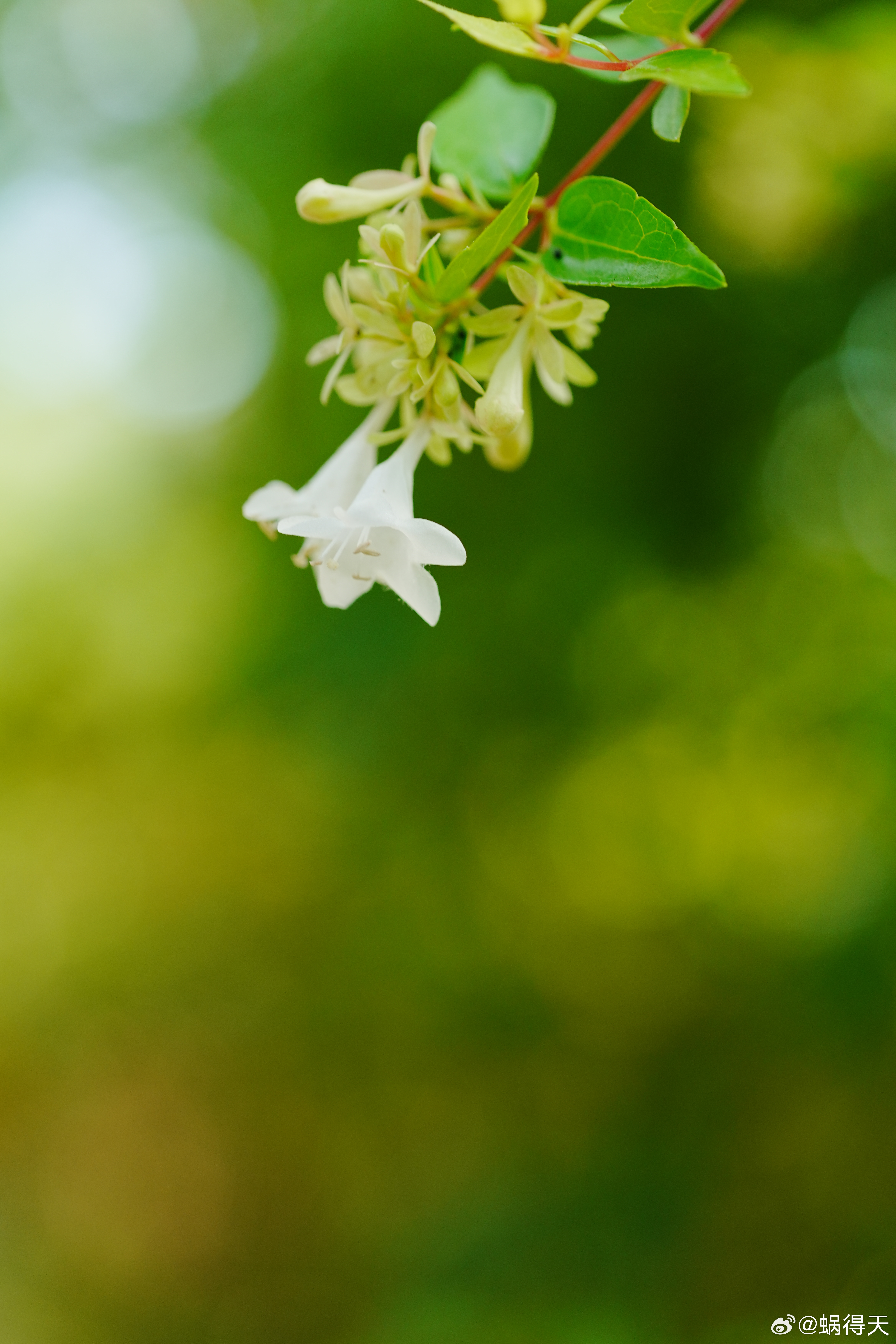 六道木花簇生，白色花瓣雅致，属忍冬科灌木花，兼具观赏与药用价值。蜗的摄影日记 ​