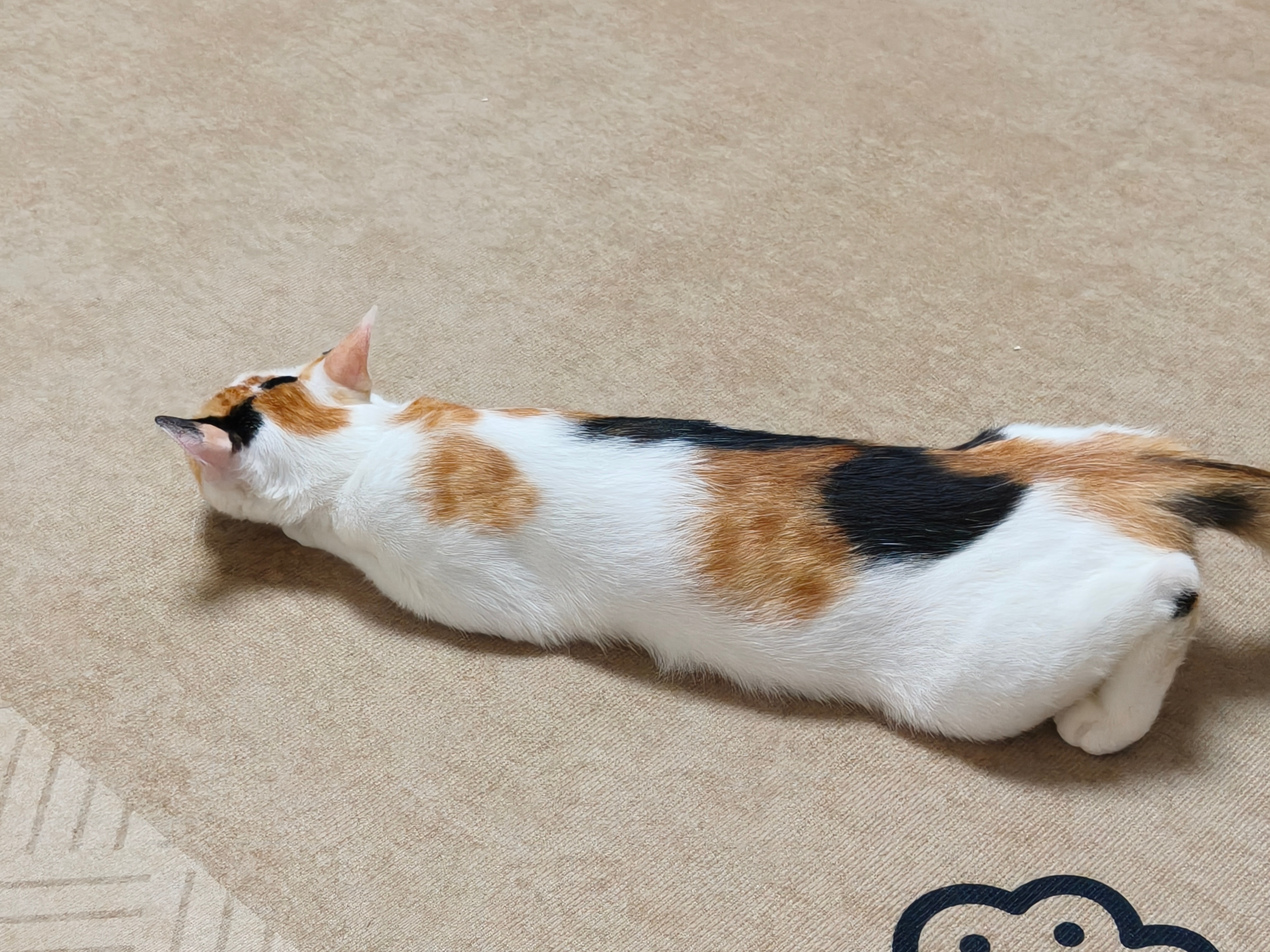 好长一辆🐱🐱 车 