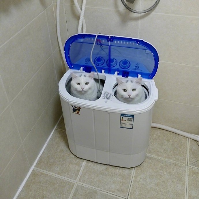 原来我的蓝牙猫机落厕所了 ​​​