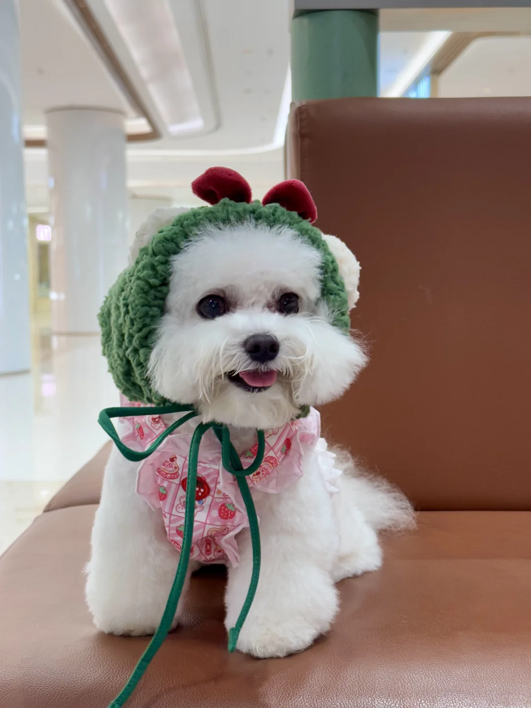 Mstand小狗绿帽子