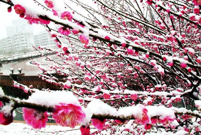 《春雪盛景》 
春雪织诗画，
祥光映户庭。 
梅枝凝玉蕊，
柳眼待新青。 
风拂