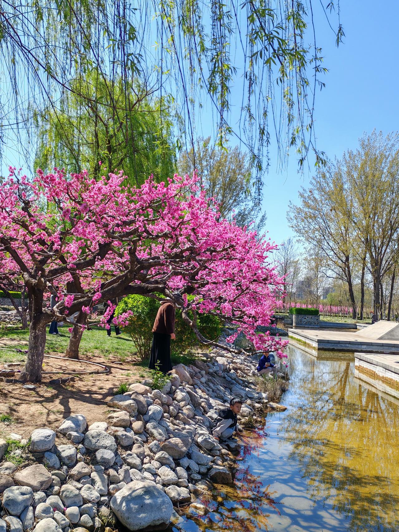 “桃花盛开的地方，是我可爱的家乡”，这歌词太有画面感了。那画面就像一幅写意山水画