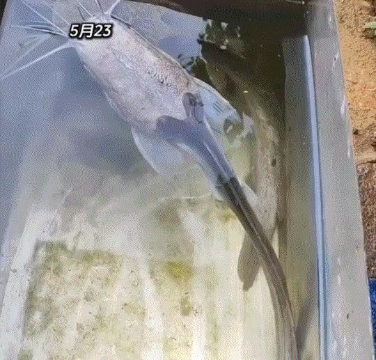 万万没有想到，一男子，一年前将一条活鱼放在家中角落的一个铁槽水池里，结果这一放，