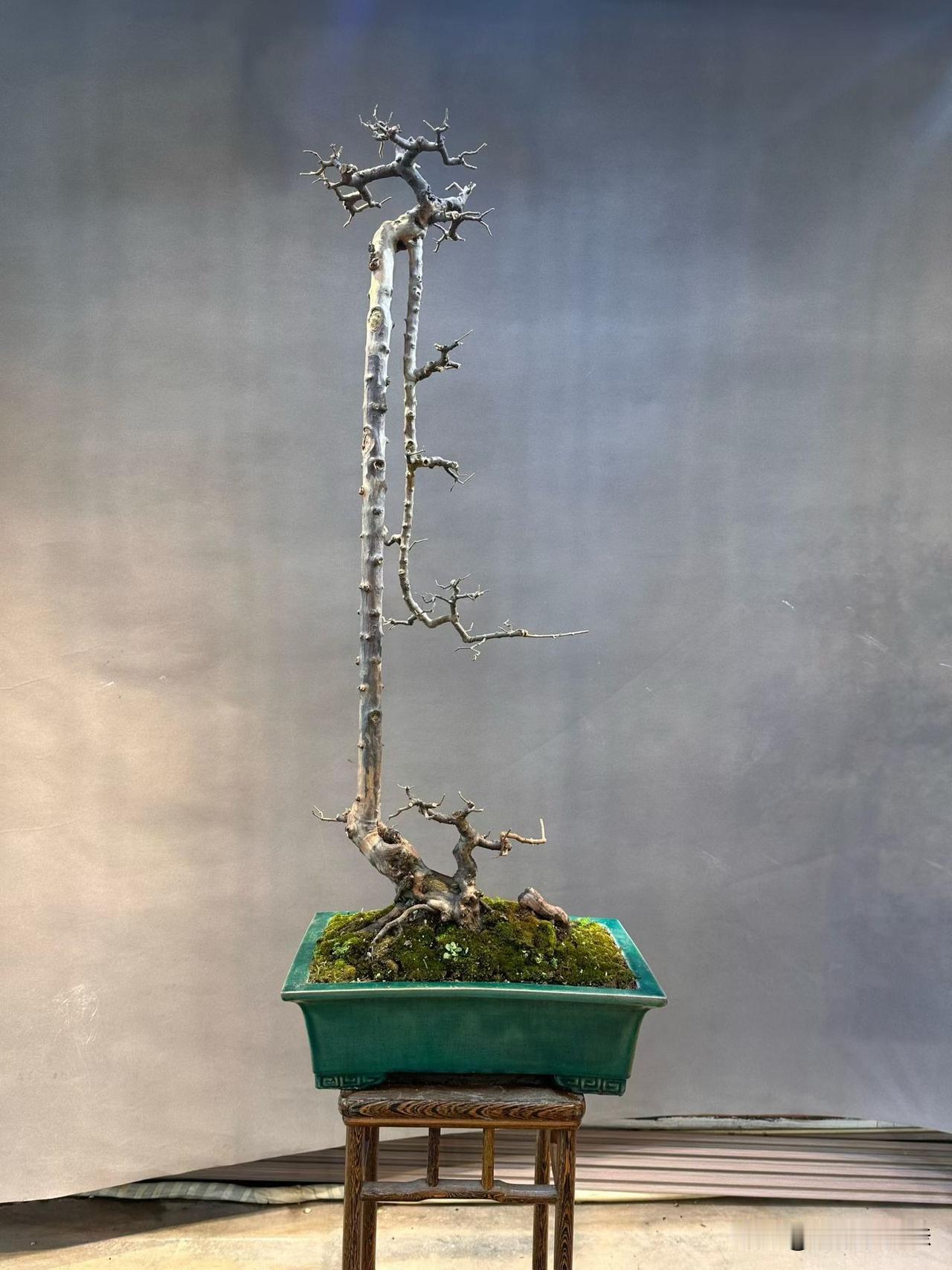展级雀梅老桩精品盆景展示一下你的收藏品