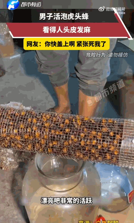 艺高人胆大！广东，一个大哥搞来了一整窝活蹦乱跳的虎头蜂直接徒手操作，准备泡酒！更