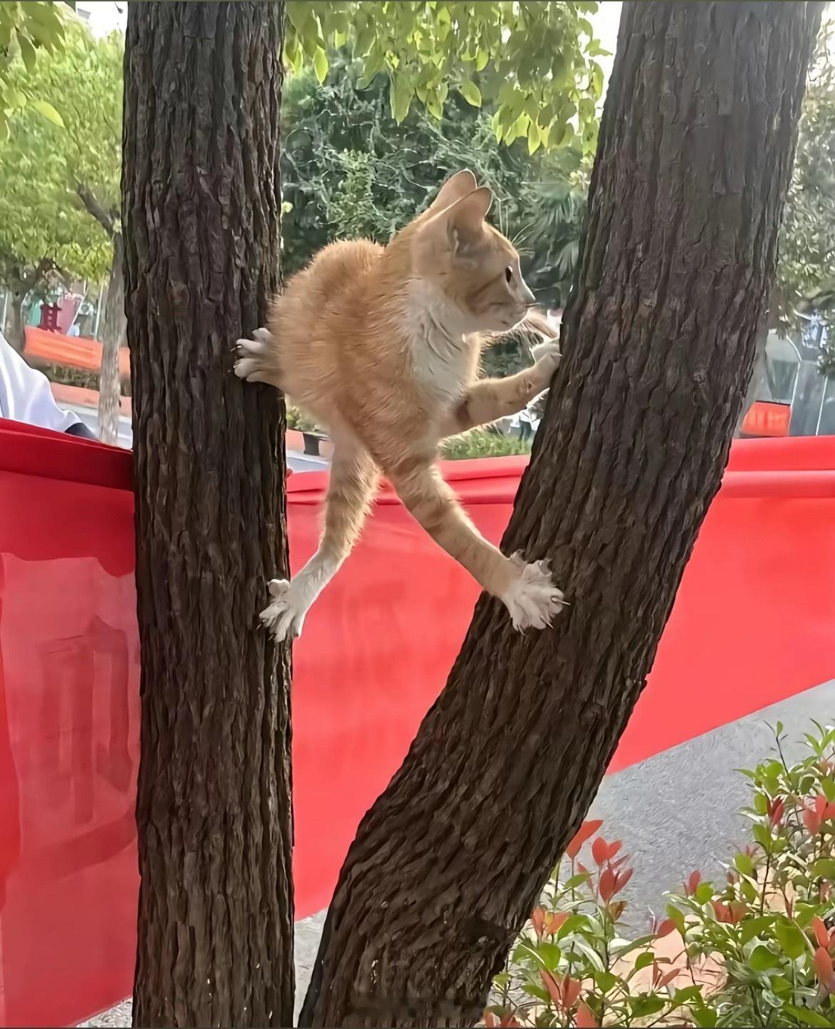 难度，无喵可及！ 