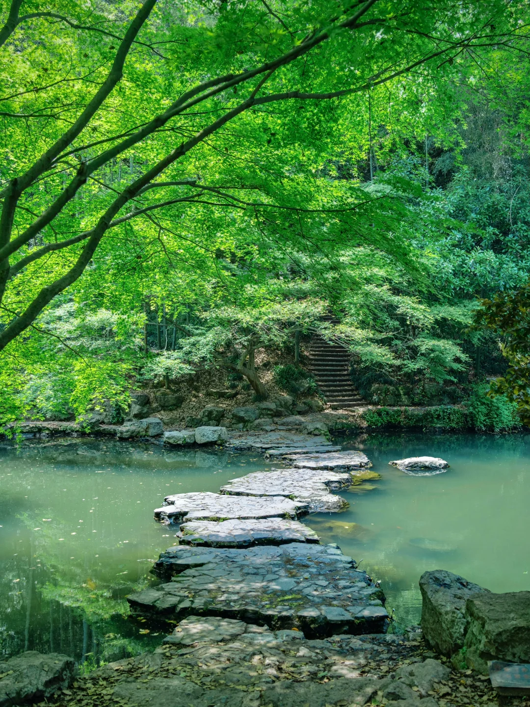 杭州🍃建议感觉能量低的人都来逛一下植物园