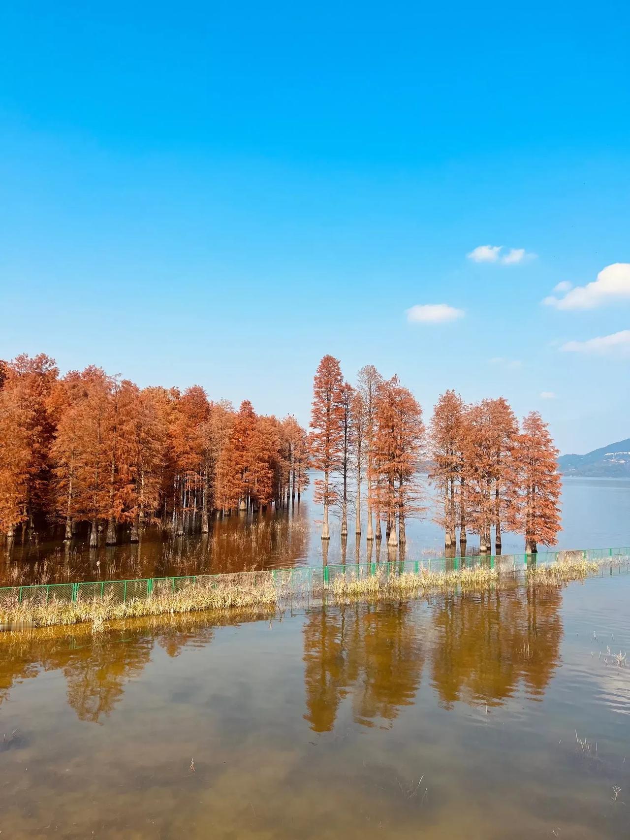 冬日湖畔，
红树倒影，
宁静悠然。
湖下美景