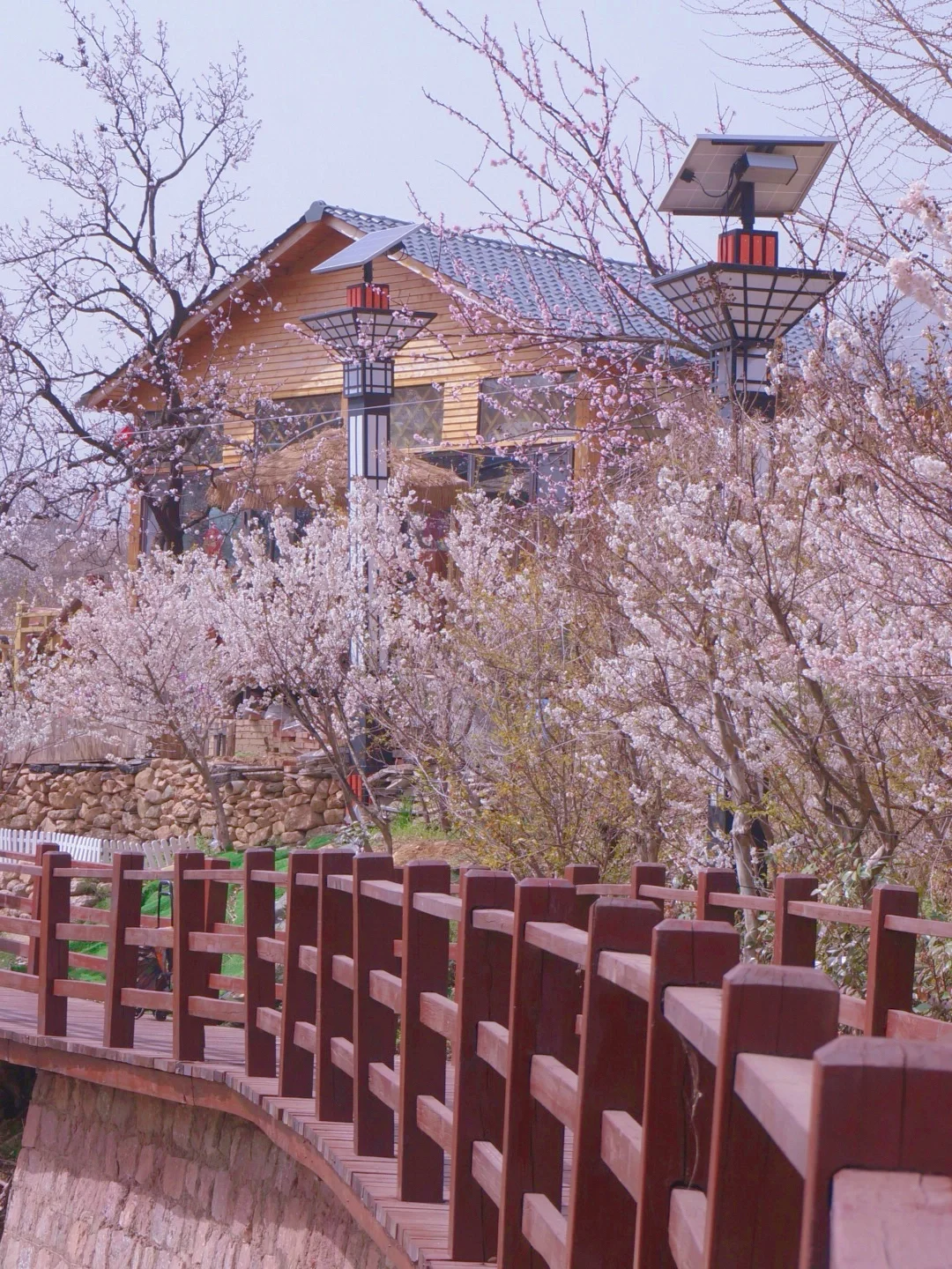 清明来青岛赏花去哪❓不能错过的🔟个打卡地