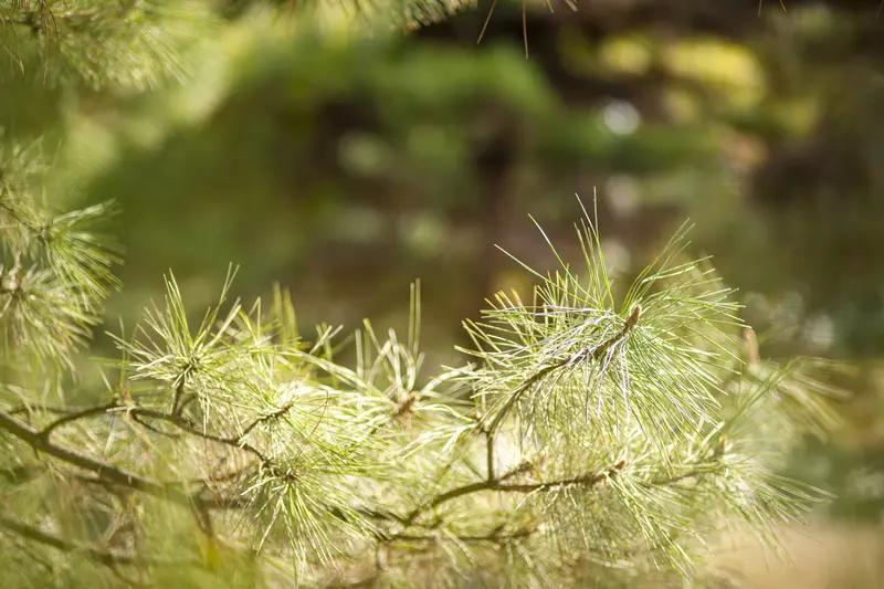 上联：疏云漫绕松风软；下联：细雨轻点竹叶新。对仗工整，意境清新，尽显清逸出尘的风