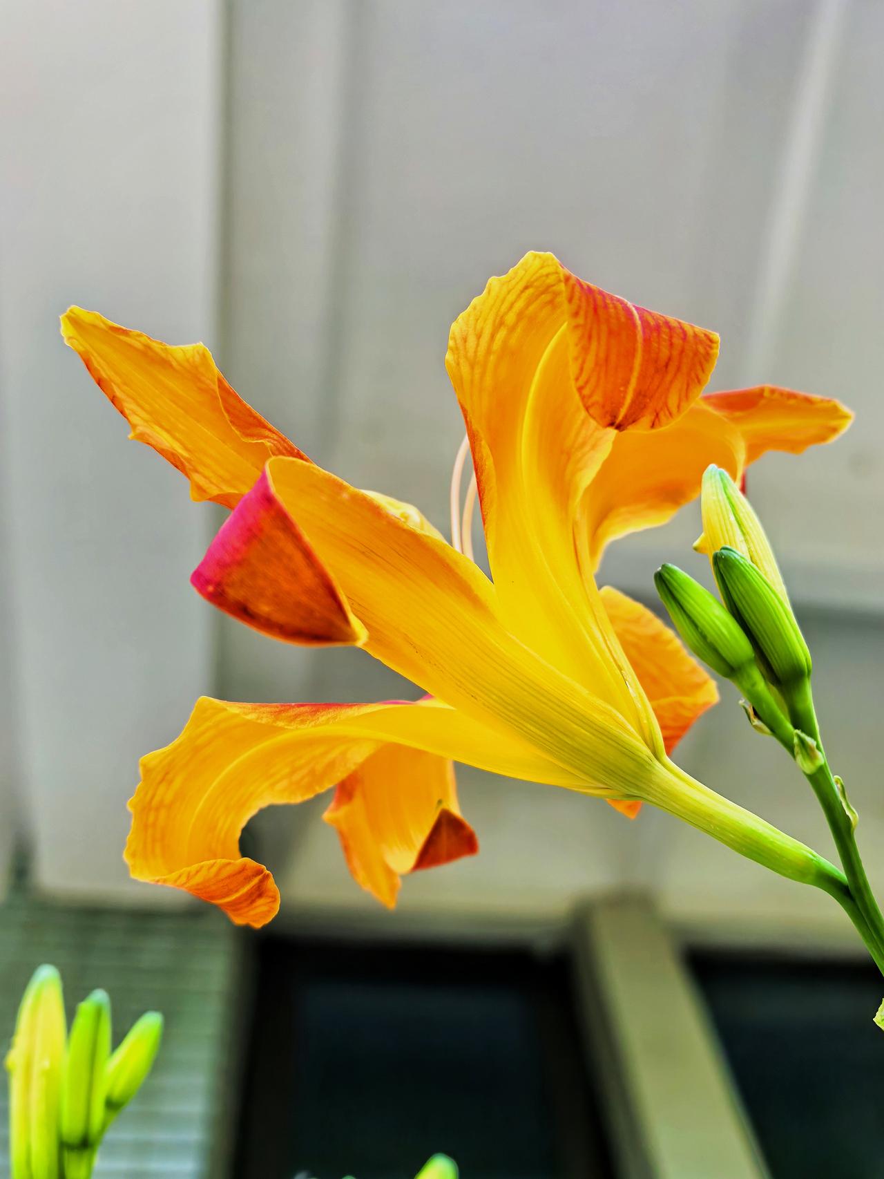 分享手机里的花大萱草花