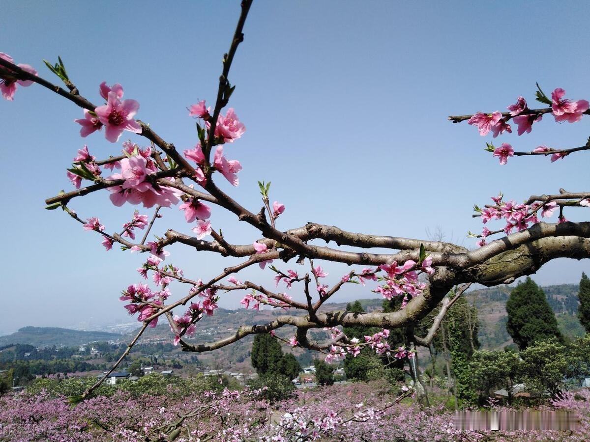 龙泉桃花映春红

春风拂过龙泉山，
桃花嫣红映碧天。
粉瓣轻舞香满径，
娇姿摇曳