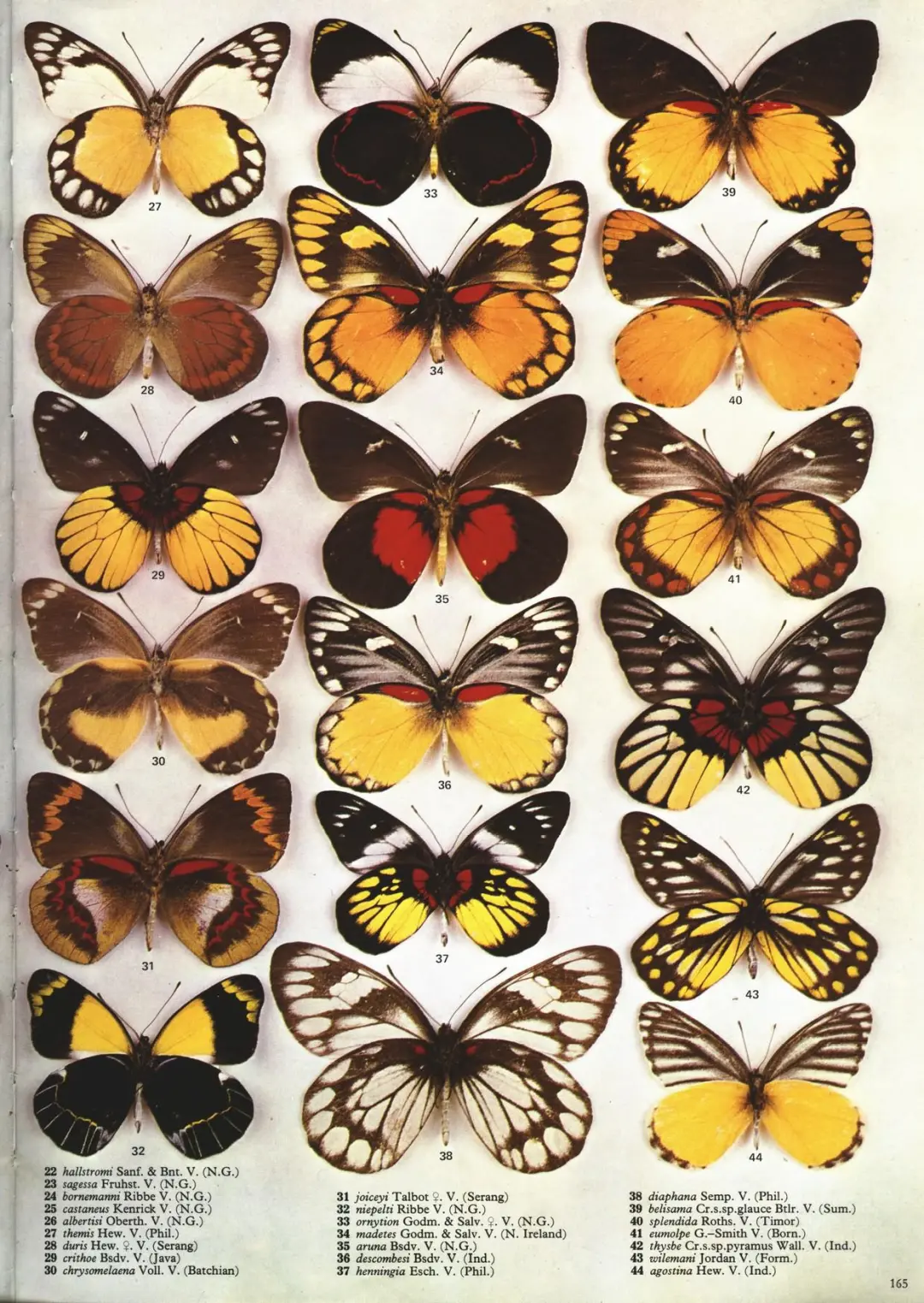 这一幅粉蝶合集太漂亮啦