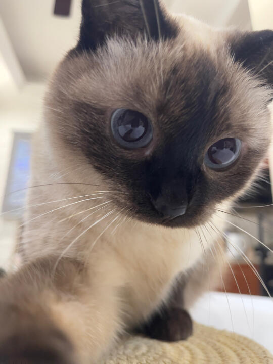 人，今天挖煤好热，咪都晒黑了，发个小猫书