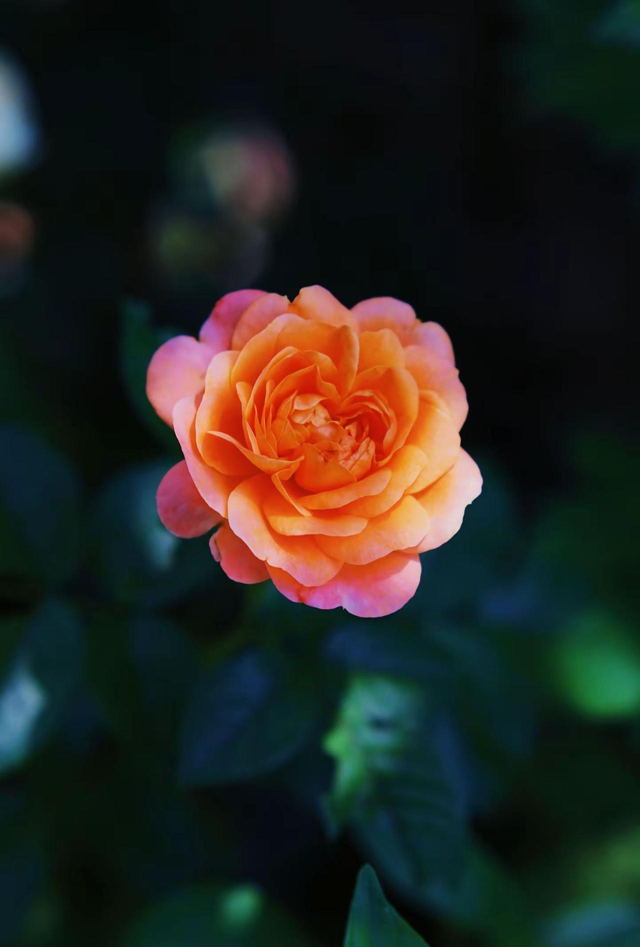 🌼这月季是偷喝了夕阳吗？花瓣都染成蜜柚色～光影把温柔揉进镜头里✨月季光影 月季