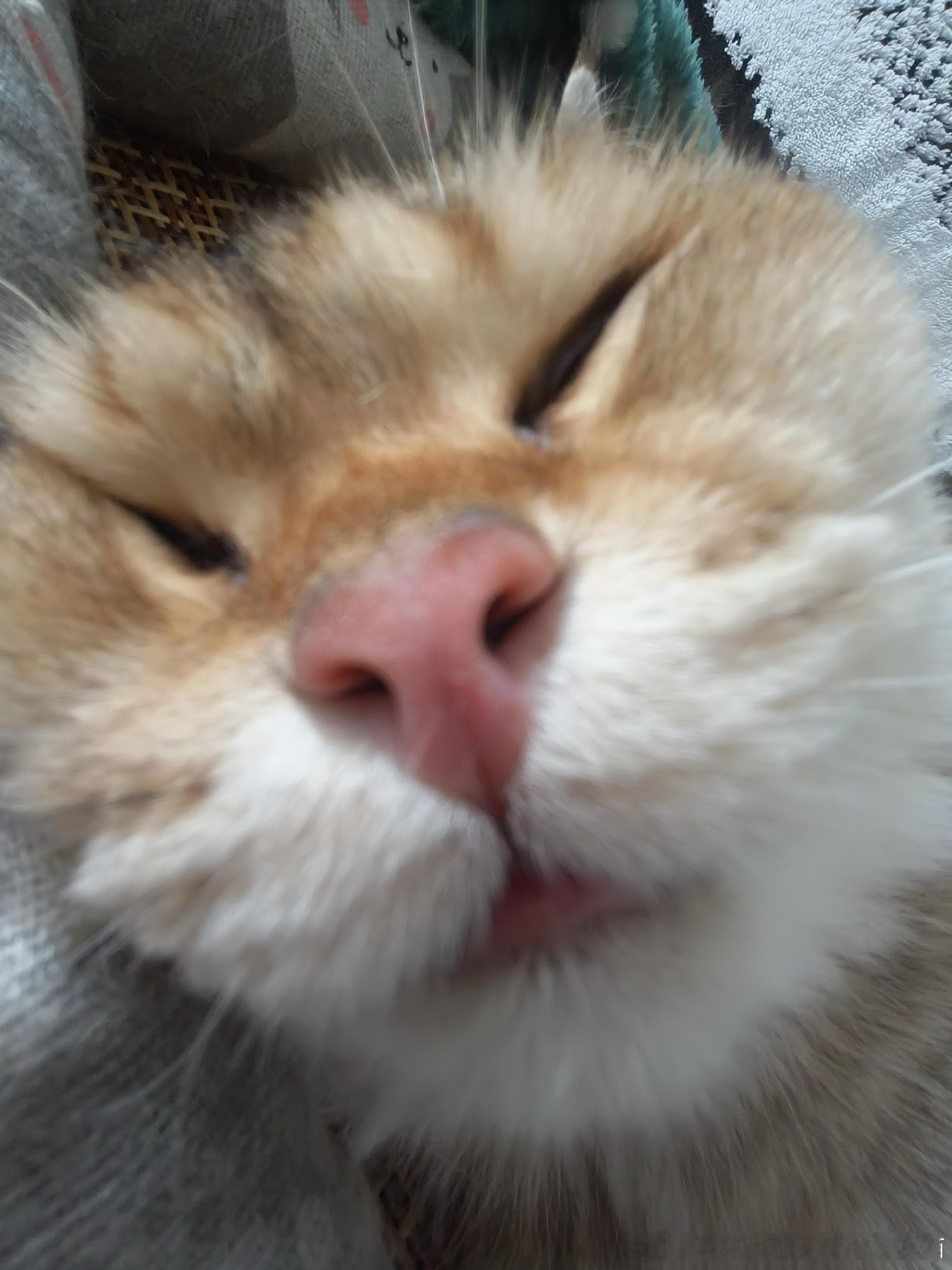 49299【丑猫】河马睡觉 