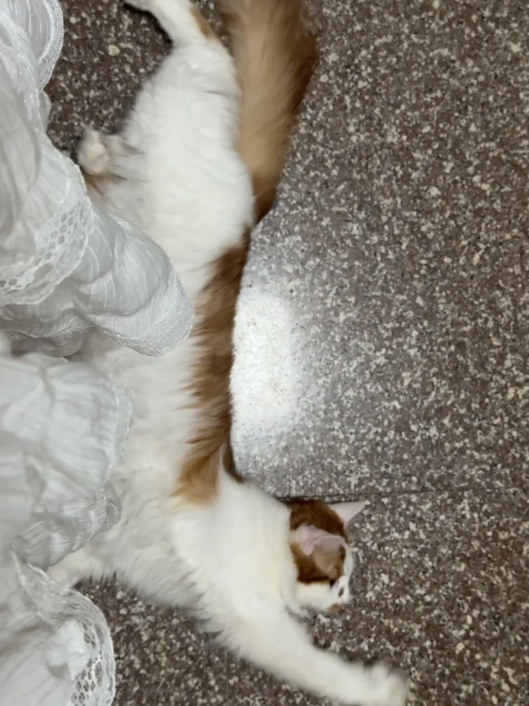 它好像一只猪在打嗝