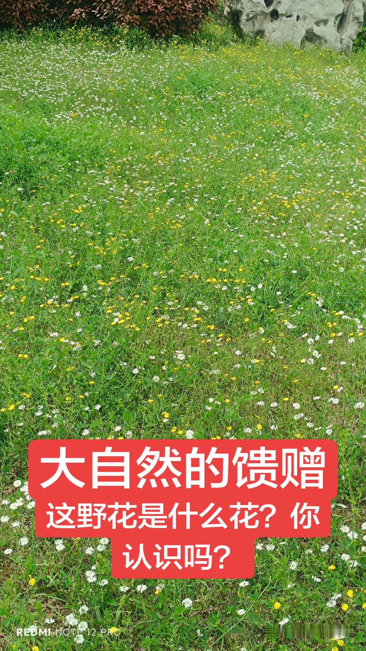 大自然的馈赠，苦菜花，你认出来了吗？小野花