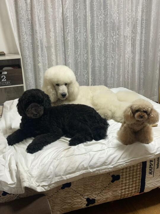 当你家狗能上床…