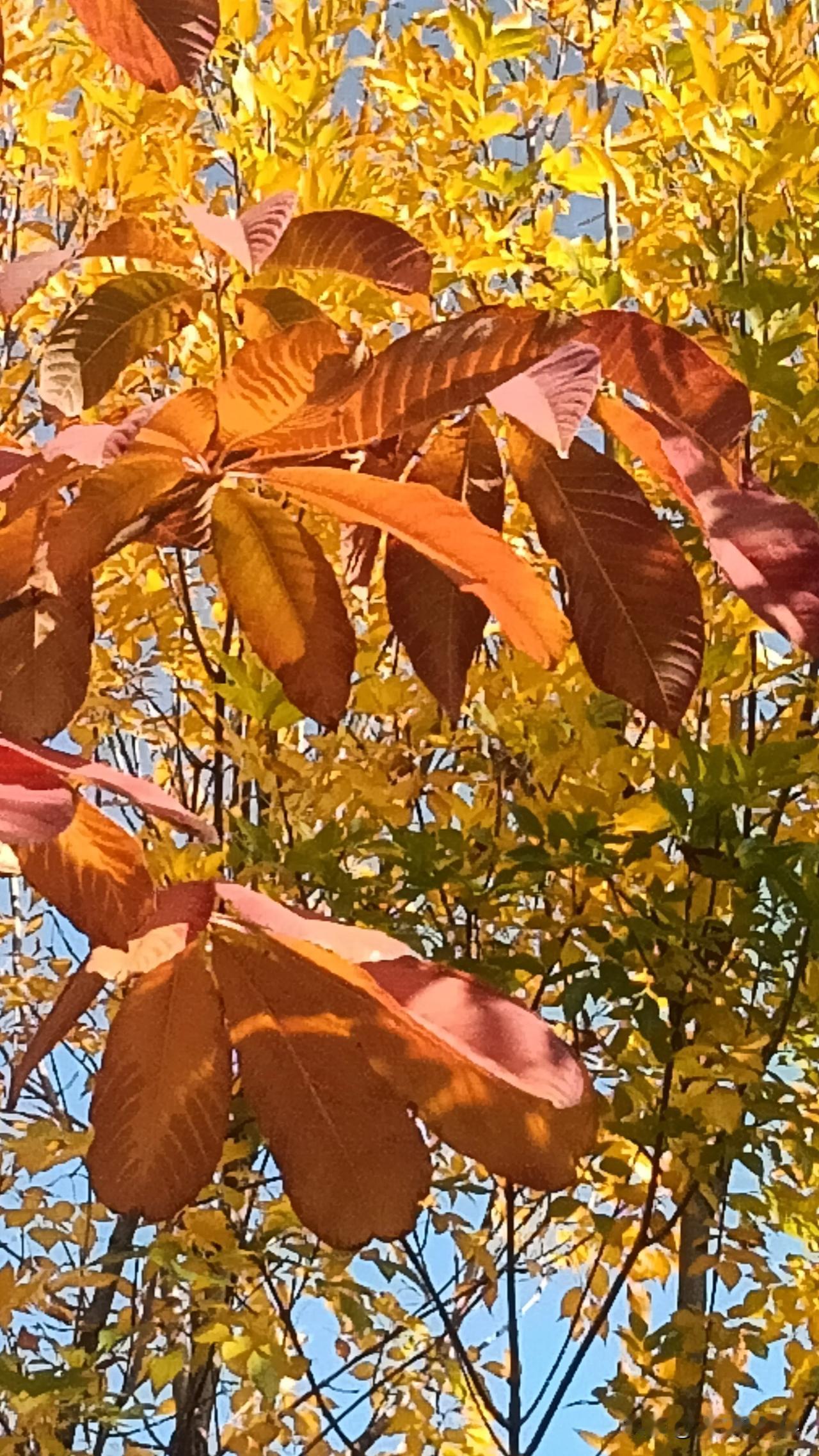 #可以分享一张秋景树叶照片吗#