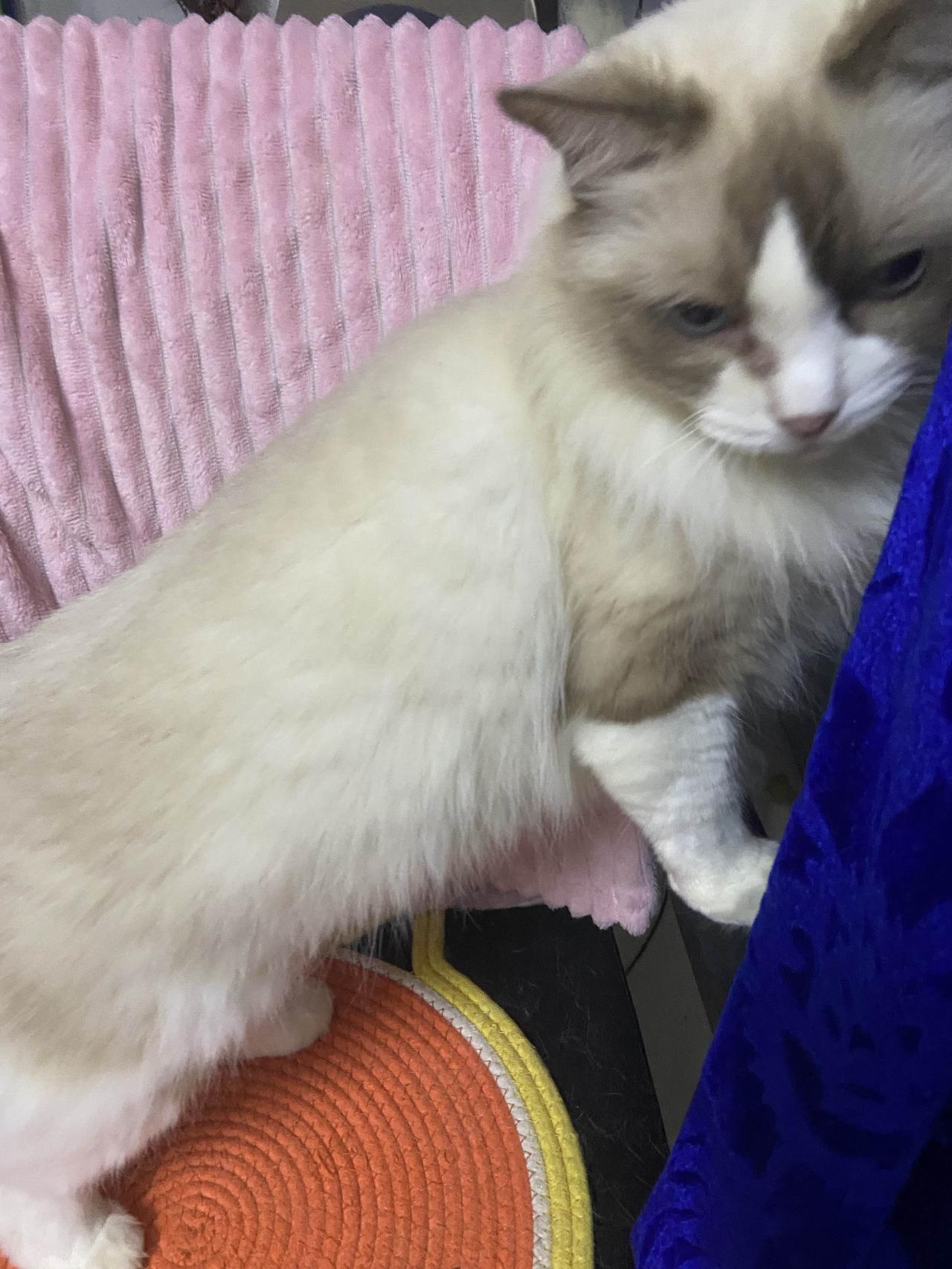 查了一下说驱虫药会让猫轻微犯困恶心，她躲着不是生我气，是不想让我看到她蔫的样子。