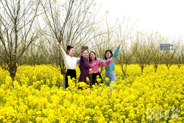 河北新闻网 河北邢台：油菜花开醉游人