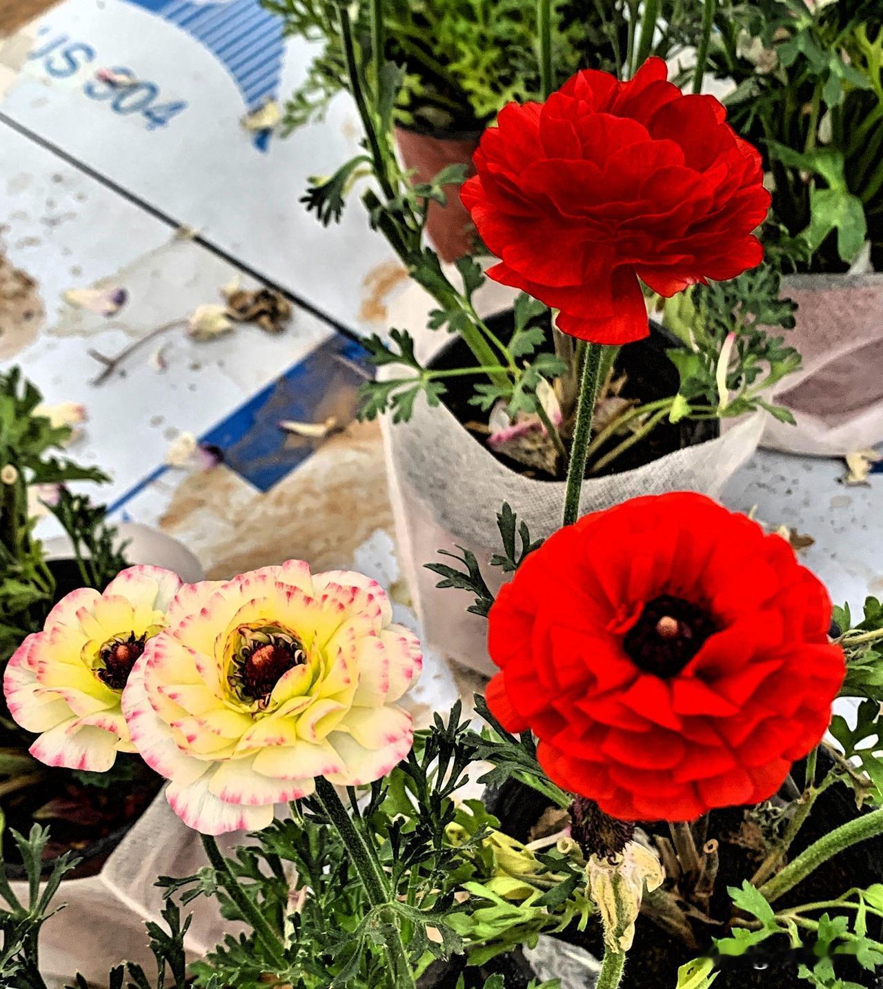 发一张就发一张，谁怕谁呀[呲牙]，主要是我经常发，你这通道太差，经常发不出去，完