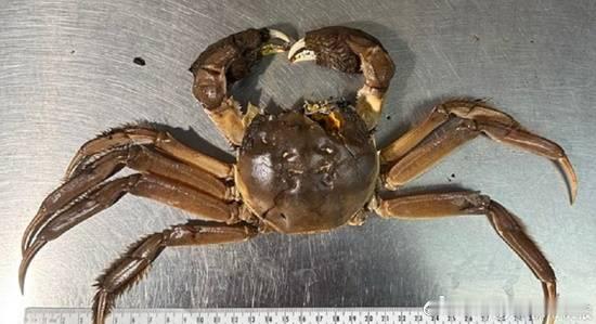 一只大闸蟹引发美国俄勒冈州恐慌据都市快报报道，近日，美国俄勒冈州在当地的浅水中发