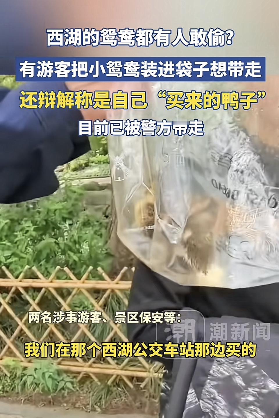 西湖的鸳鸯居然有人敢偷！
有游客把鸳鸯装进袋子想带走，结果自己被带走了。西湖的鸳