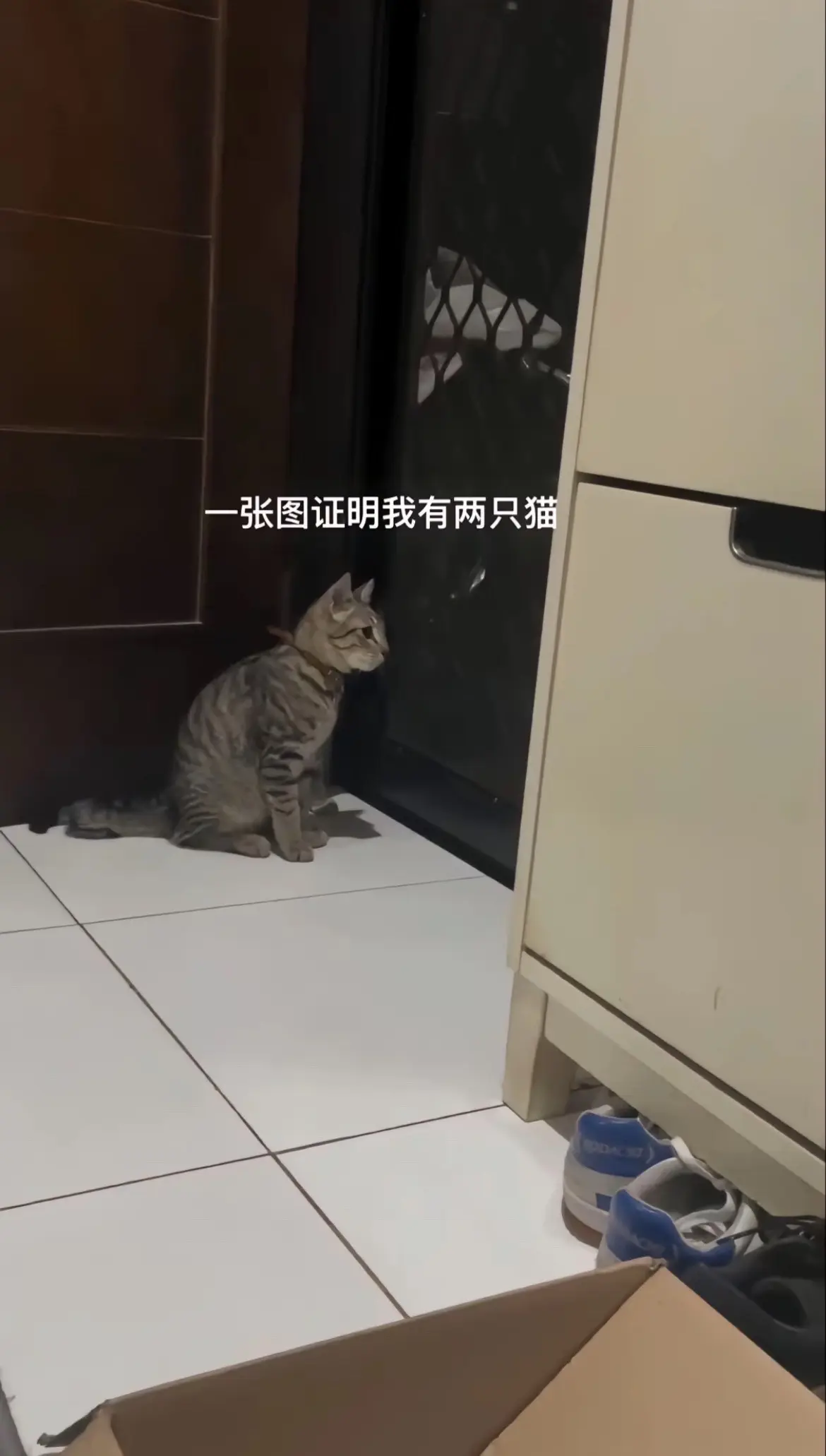 猫还是养两只比较有意思