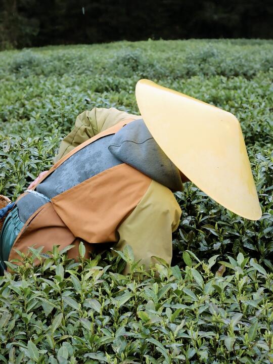明前龙井采摘季，茅家埠春色满满🍃🍵