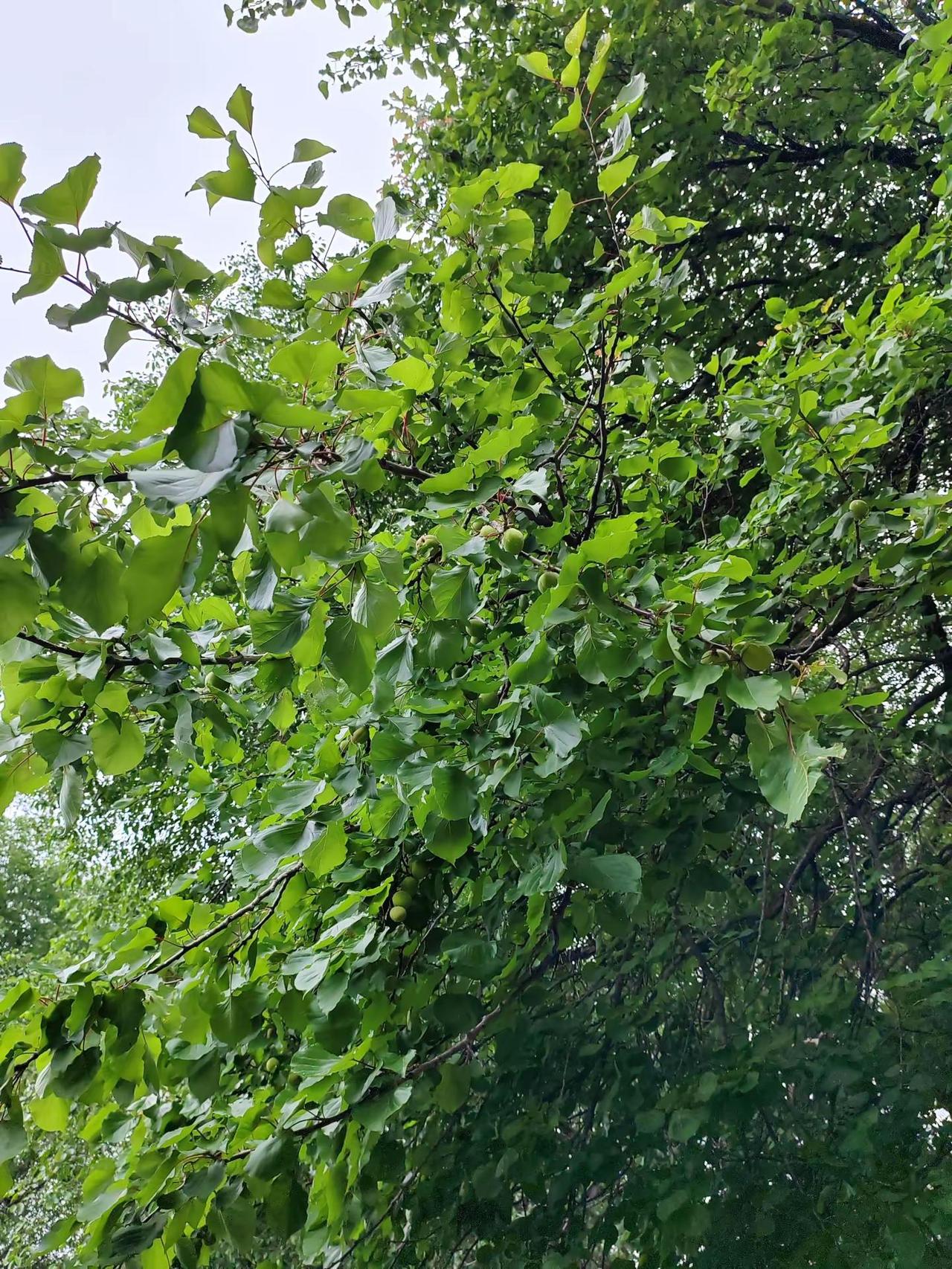 自带流量的歌曲，坚持跟拍玩法达人中心 玩法合伙人计划 流量四面八方来