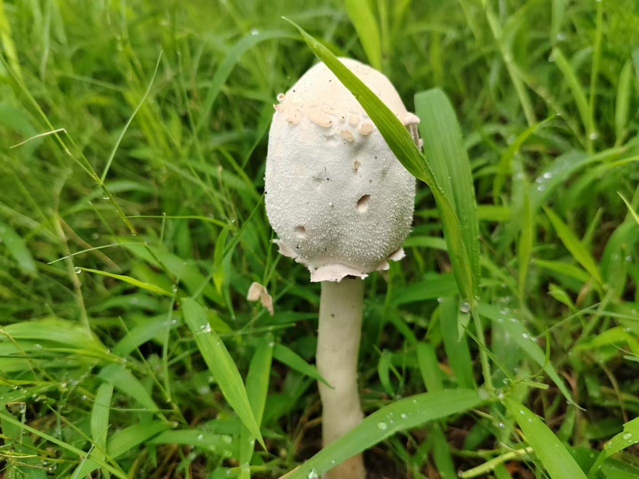 《雨后》