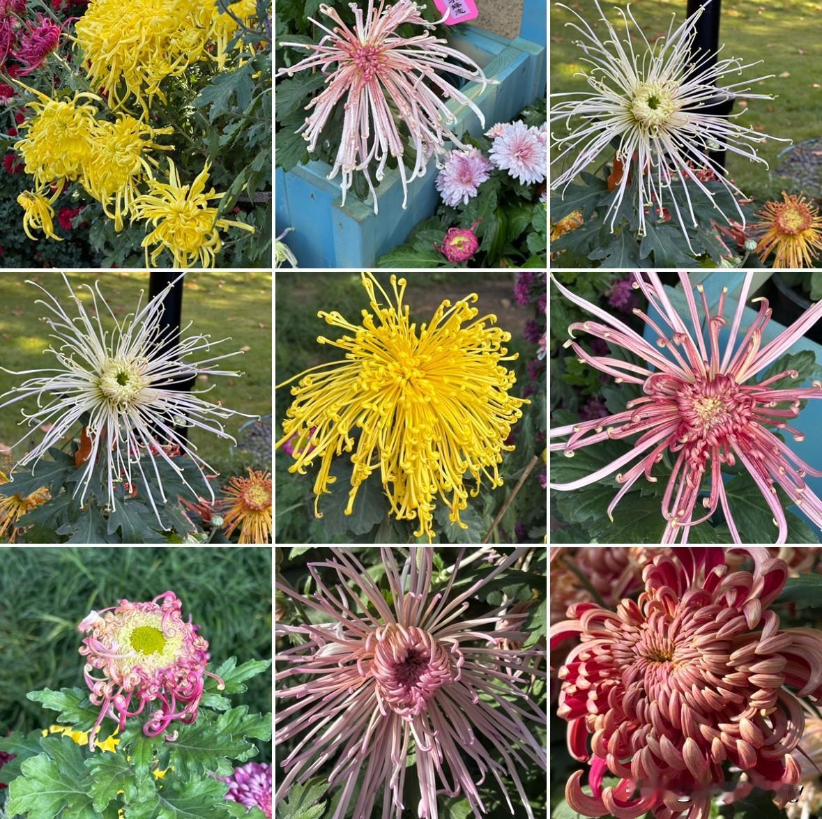 冬菊》

朔风卷叶砌边寒，
金缕丝绦破浅残。
不待春暄争烂缦，
独将焰火缀冬阑。