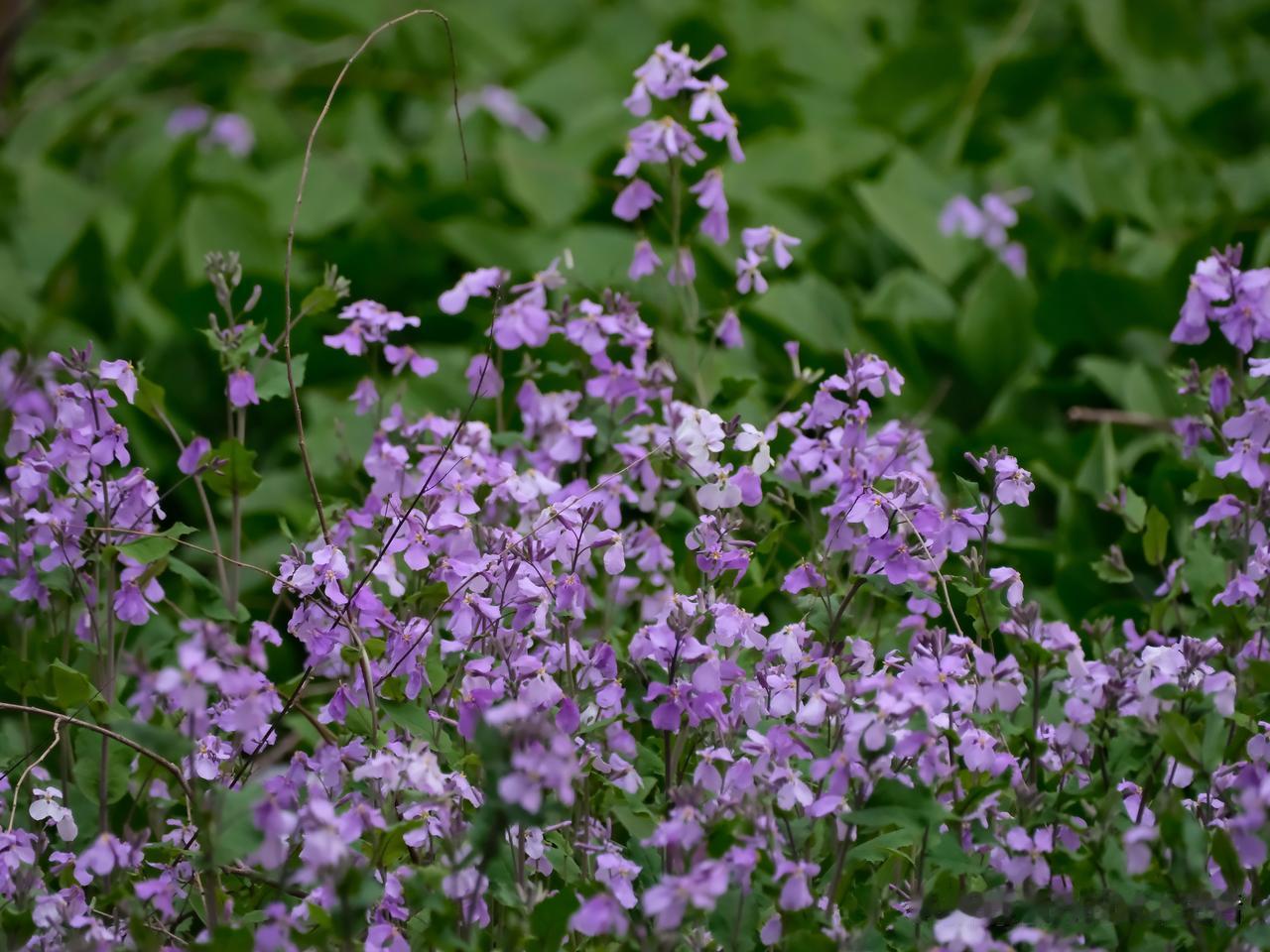 今天又是周末
还是清明节放假

早起还想着去看油菜花
在梨树下喝喝茶
回来再掐一