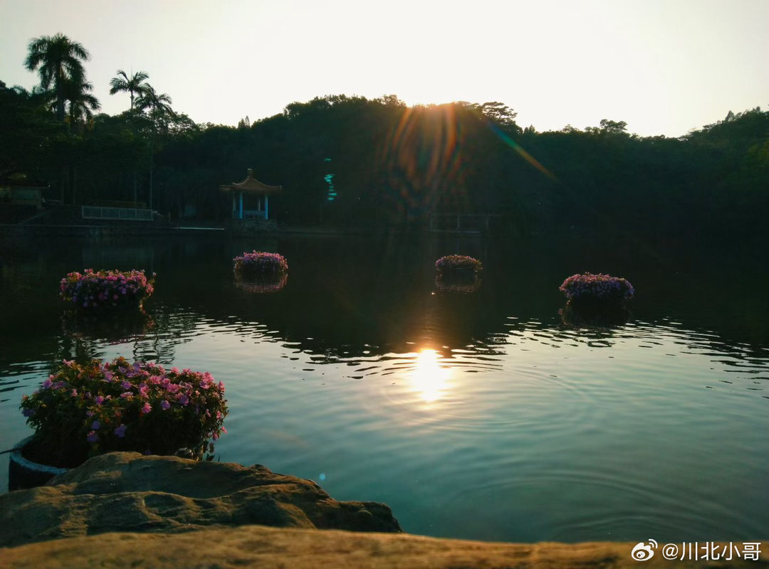 仙湖植物园周末值得去打卡，带点干粮，可以发呆一整天的那种。 我有我的春天