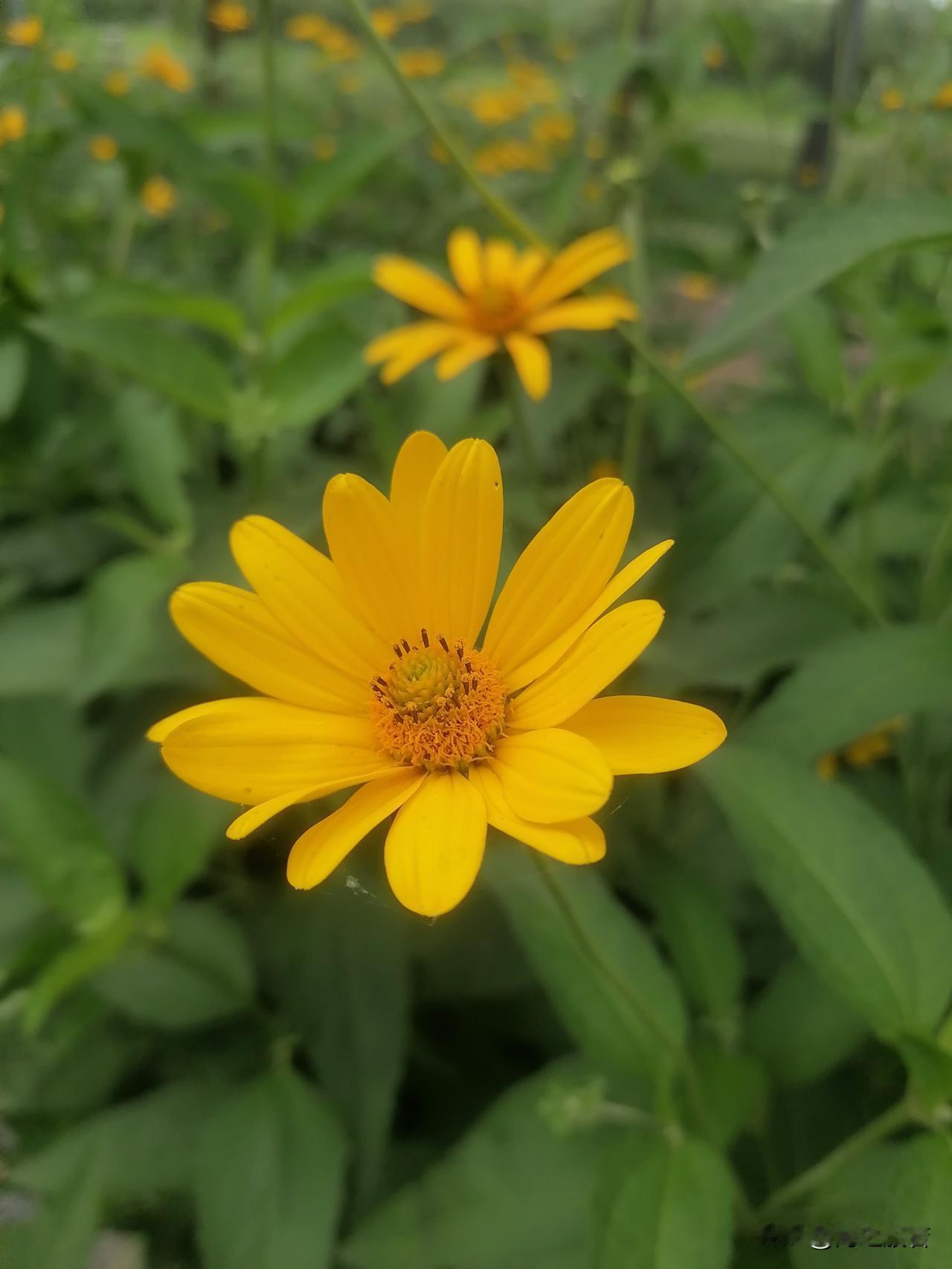 ，阳光灿烂，但非得用到名字上，就有些不妥了。

用一个人身上，也还说得过去，非得