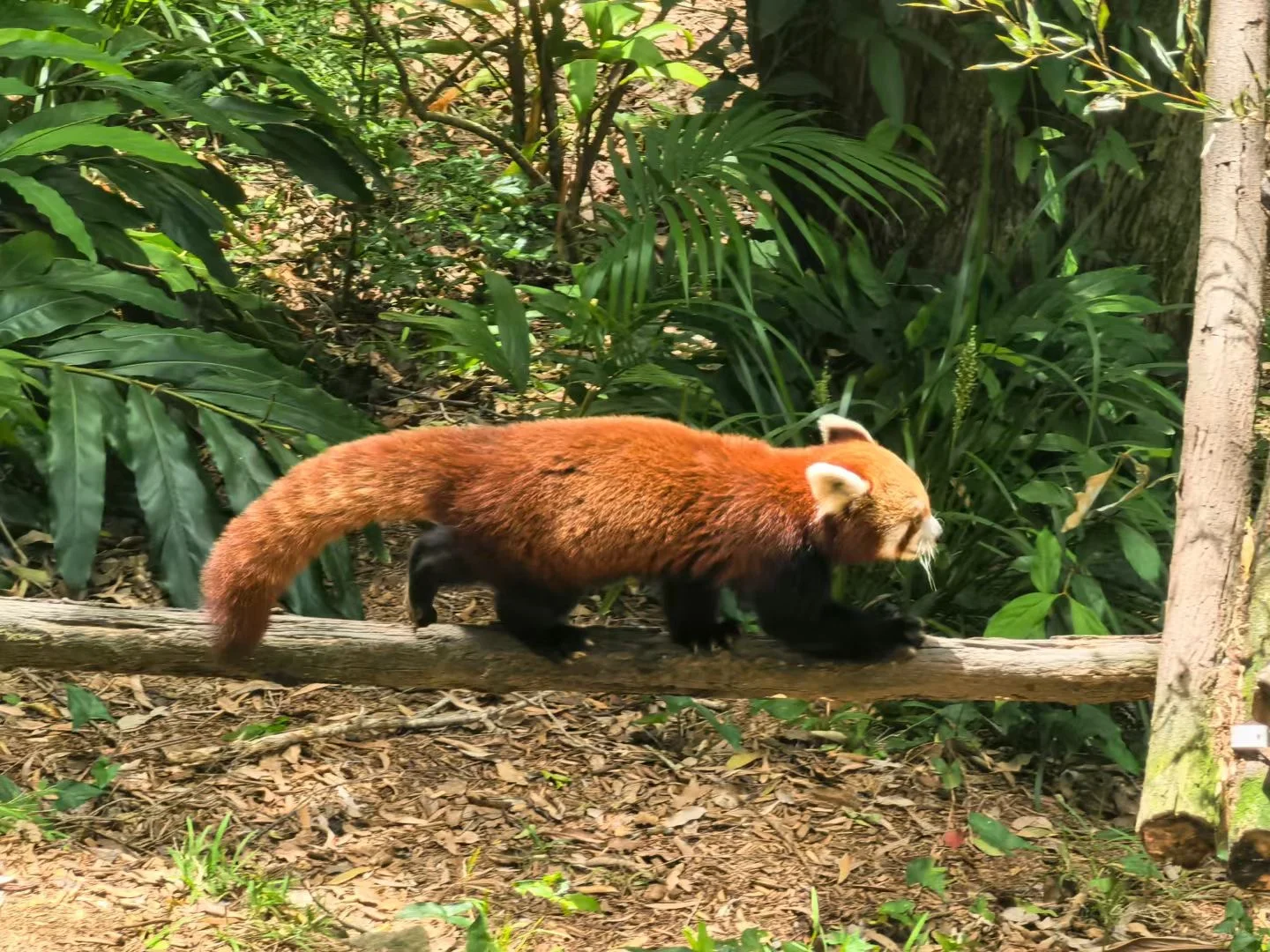 还是考拉活得安逸