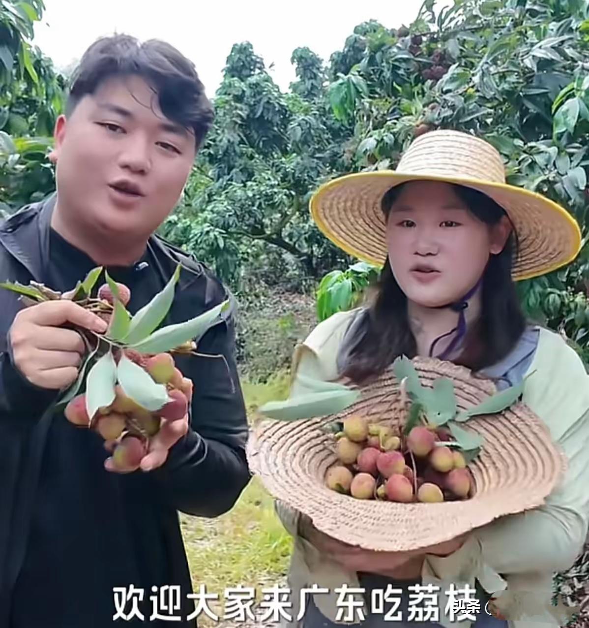谁能想到奥运冠军放下光环，一头扎进岭南果园帮农户卖荔枝，这波操作真的刷新了我对明