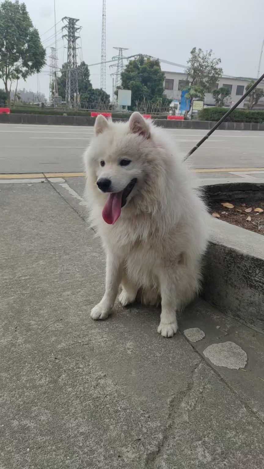 萌宠日常：雪白萨摩耶在街头享受悠闲时光🐾🌳