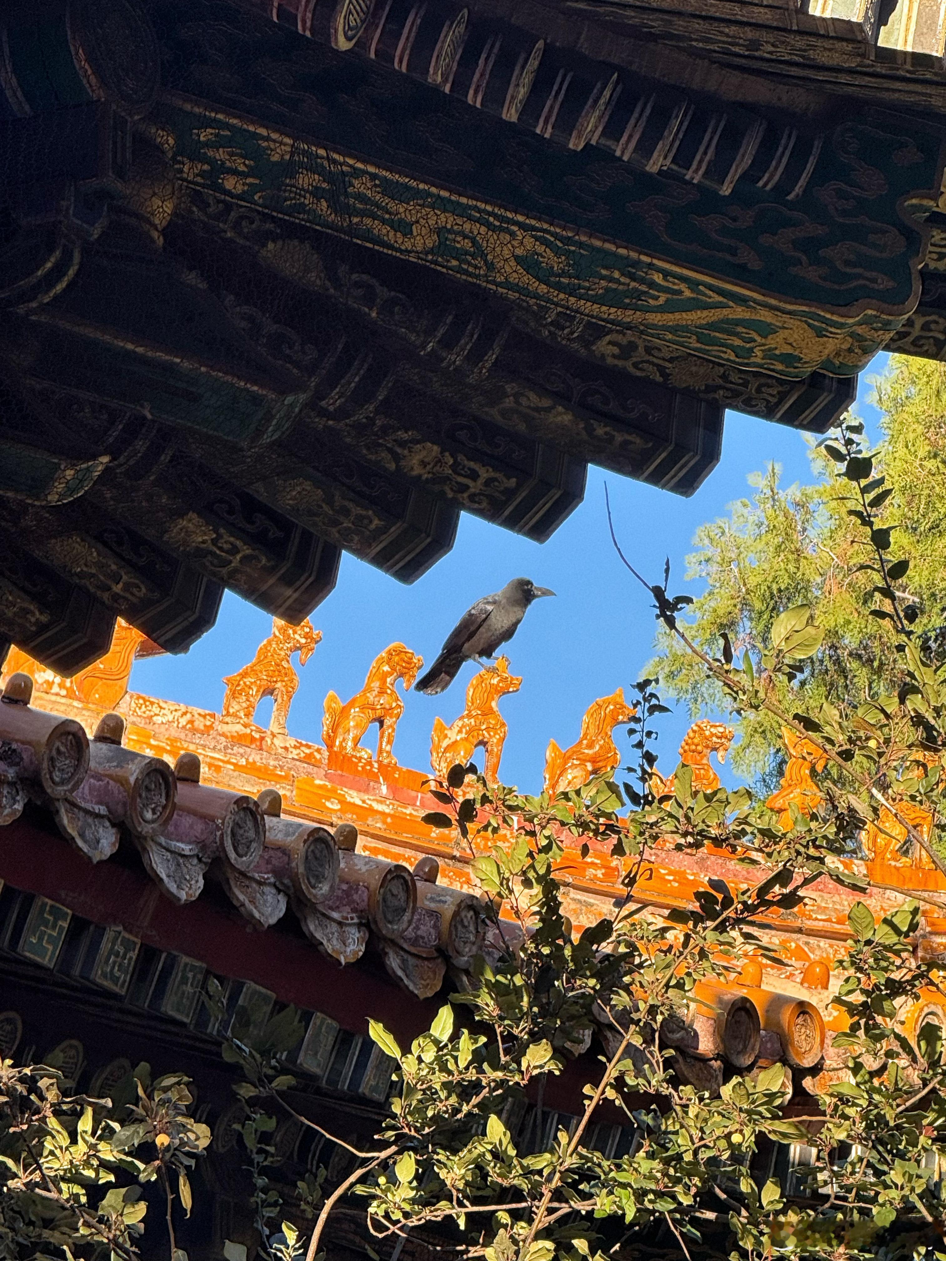 中式美学的巅峰之作来了北京那么多次终终终于进故宫了听导游讲了三个半小时的历史弥补