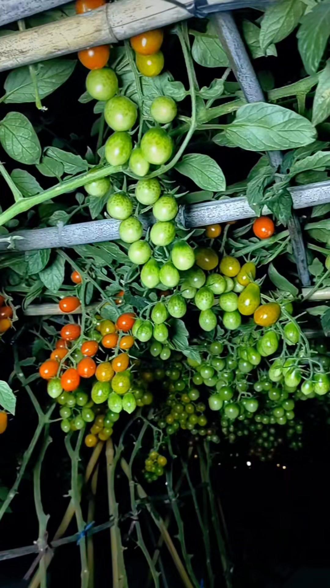 🌞8月份种的番茄现在正是盛果期。

1️⃣品种包括：无酸番茄、夏日阳光、千禧、