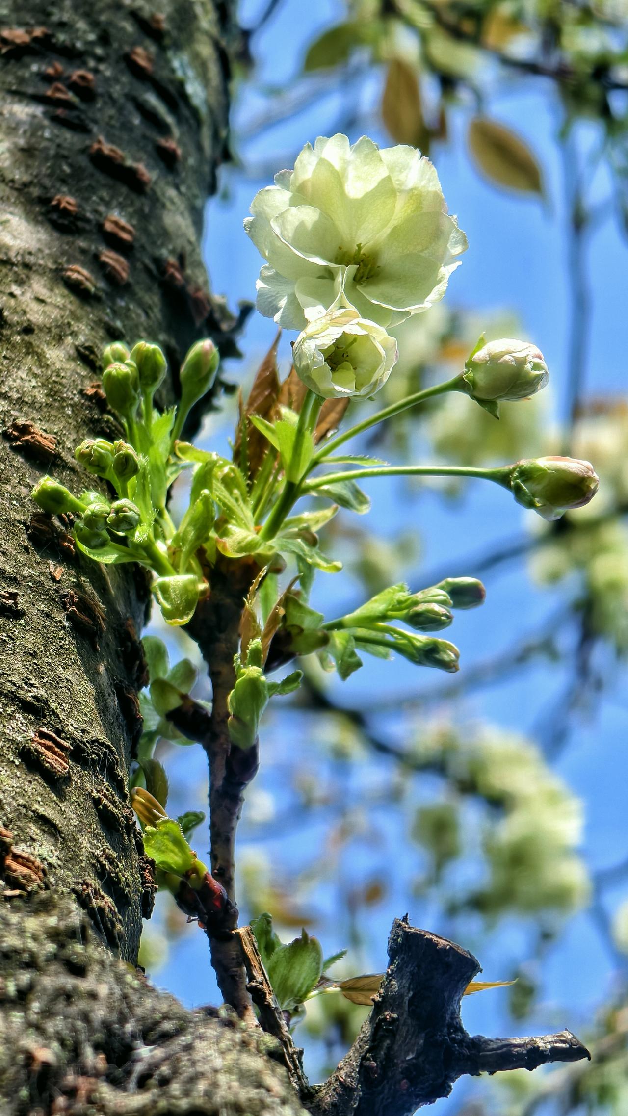 昨夜下了一夜的春雨，今一早阳光明媚，哇塞。拍照好时段。