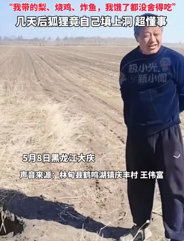 黑龙江大庆，一大哥家庄稼地里惊现四五个深洞，大哥观察发现，竟是地里来了十几只狐狸