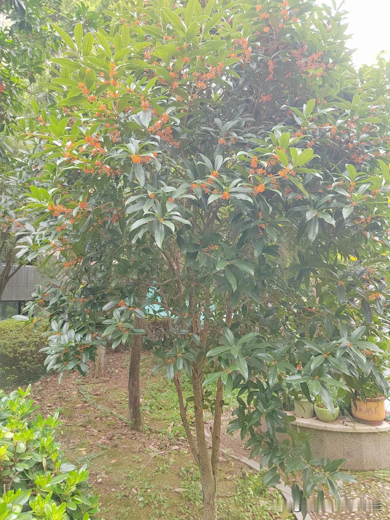 “八月桂花遍地开，八月桂花香庭院；”。
今天是国庆节，农历八月二十九。
上午在小
